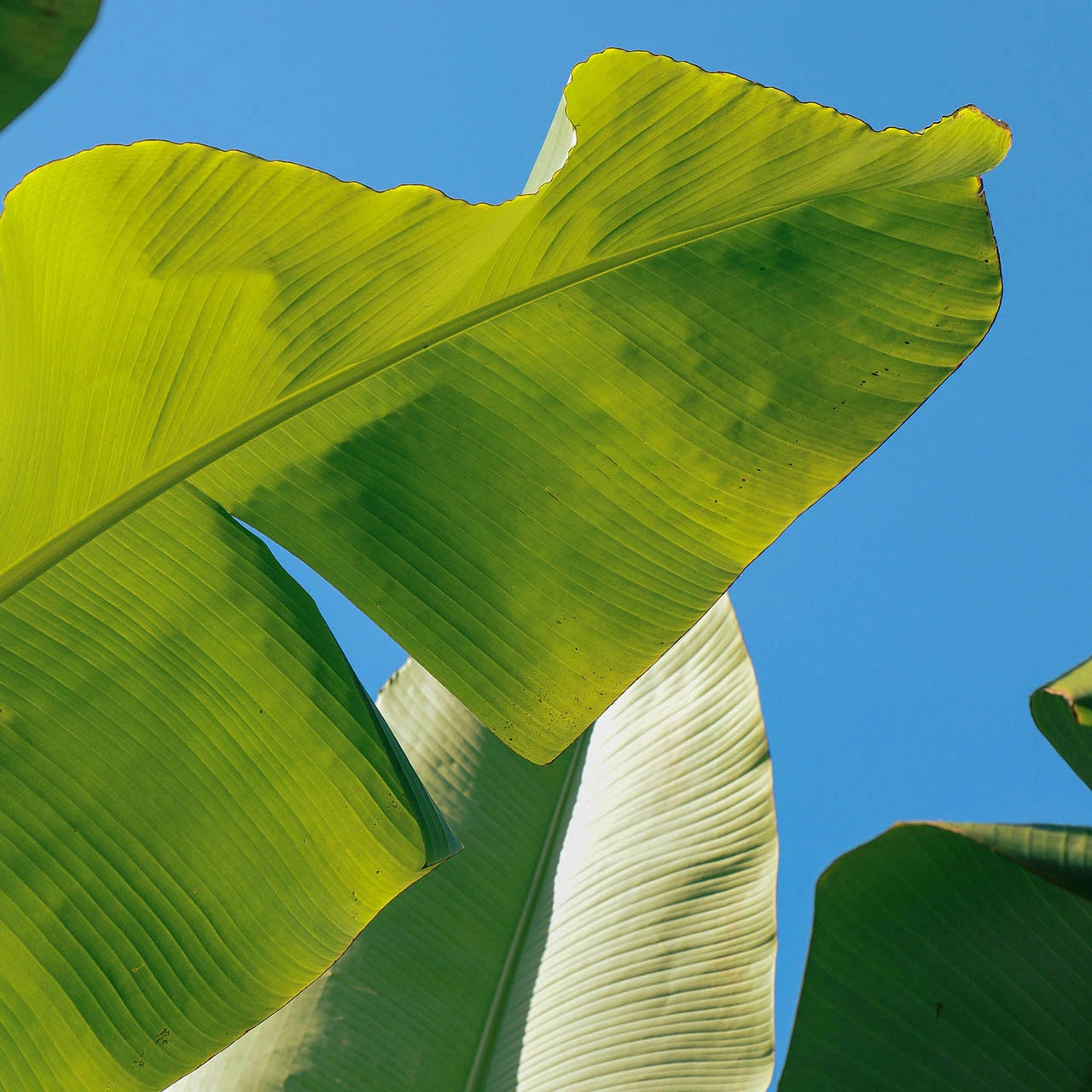 Close-up of a large green banana leaf against a clear blue sky