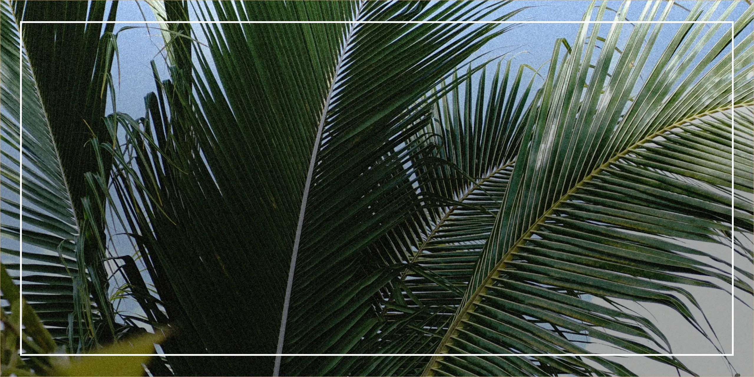 Close-up of green palm leaves against a blue sky