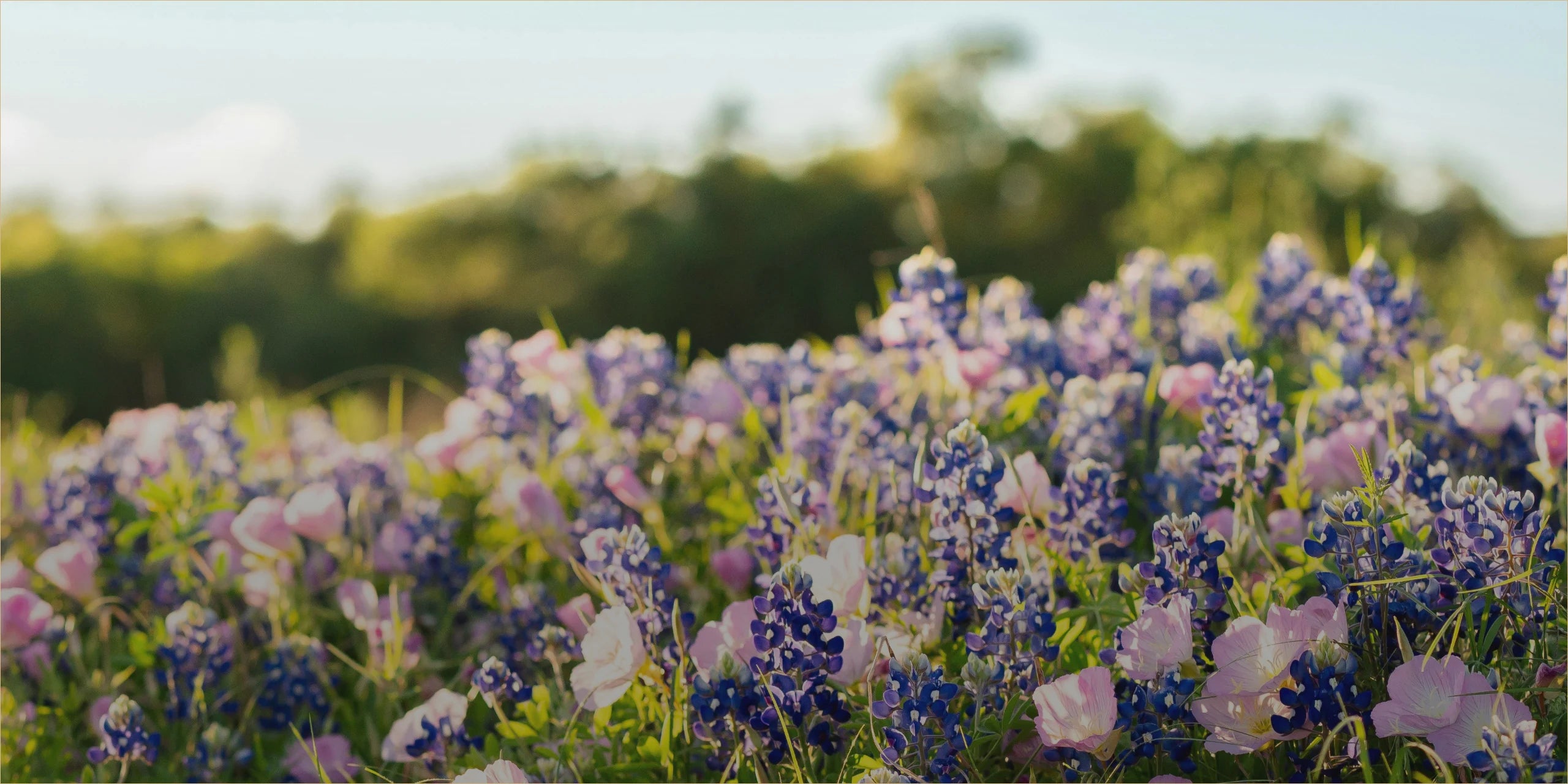 Field of colorful wildflowers with a blurred green and blue background